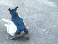 DWE Dog weresting entretainment (parte 2)