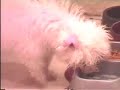 Bichon Puppy & Adventures in the Water Bowl Bichon Puppy & Adventures in the Water Bowl