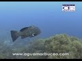 Buceo en Columbteres (aguamarbuceo.com) Buceo en Columbteres (aguamarbuceo.com)