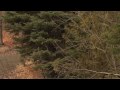 rally,subaru,automotive