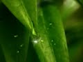Click here to watch this video Fantastic Nature