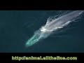 ballenas  azules
