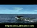 ballenas  azules