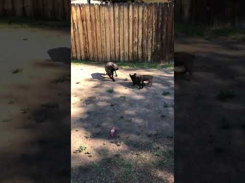 Daddy and boys playing in the backyard. Max is a great babysiter