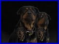 Buddy the dog \"rotti\" sings Blue Moon Buddy the dog \"rotti\" sings Blue Moon