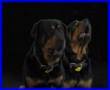Buddy the dog rotti sings Blue Moon