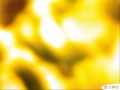 Sunflowers illuminate the night