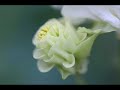 Antonio Vivaldi: Sonata for 2 recorders/violins & b.c. in G minor, 'of Lund' (RV 74) - I.II.