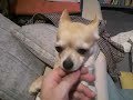 Chihuahua 2yrs & 3mnths - チワワ　2歳4ヶ月 - vol. 02