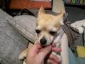 videos de Chihuahua 2yrs & 3mnths - チワワ　2歳4ヶ月 - vol. 02