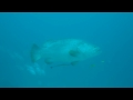kapalai2-rainbow-traveler.AVI