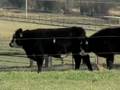 Cattle