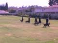 Falco K9 Police Dog Obedience