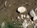 videos de Divide Creek Seep 2008 - gas in creek bed
