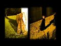 videoclip perdu l\