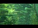 acuario-de-shimonoseki.html