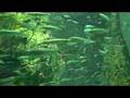 acuario de shimonoseki