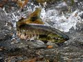 Click here to watch this video サーモン・ダンスｰ中島みゆき カラオケ・カバー