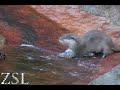 Fwd: Otters play with pebbles - http://www.youtube.com/watch?v=aykEV2wv_ag&feature=youtube_gdata (через http://ff.im/pZGPb)