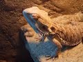 Pogona qui sort ses yeux Pogona qui sort ses yeux
