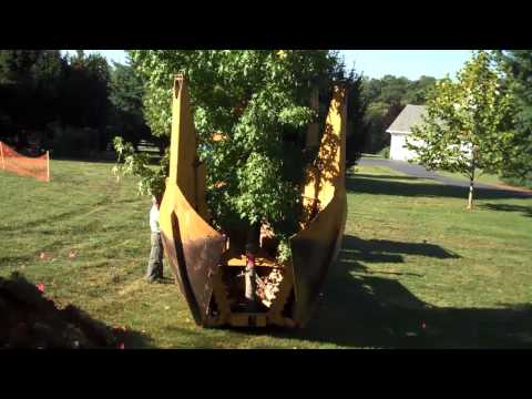 how to transplant a orange tree