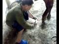 How to Set-up a Horse Shoe