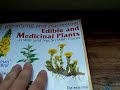 Wild Edibles : Wild Blueberries - Part 2 Wild Edibles : Wild Blueberries - Part 2