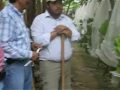 Harvesting Bananas Part 2.avi