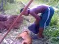 JUNIOR BURIES THE DOG JUNIOR BURIES THE DOG