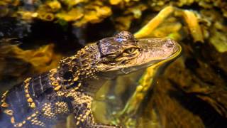 Amazing American Alligator!
