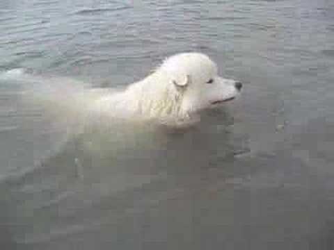 Samoyed