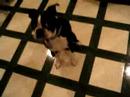 freddies-new-trick.html