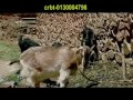 Mobile kin deu buda bakhra bechera By Krishna Pariyar