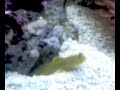 Candy Cane Pistol / Yellow Watchman