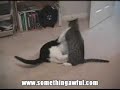 Lowtax - When Cats Attack!: The Movie! Lowtax - When Cats Attack!: The Movie!