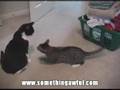Lowtax - When Cats Attack!: The Movie!