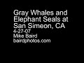 Gray Whale Migration and Elephant Seals at San Simeon, CA 4-