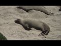 Gray Whale Migration and Elephant Seals at San Simeon, CA 4-