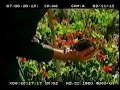 My Gardener - First Love Scene
