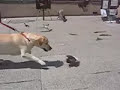 Dog attacks and eats pigeon Dog attacks and eats pigeon