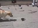 Dog attacks and eats pigeon