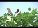 Bobolinks 6-18-08