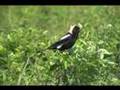 Bobolinks 6-18-08