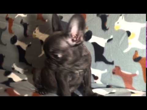 Available chocolate girl barking