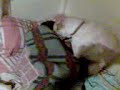 LO LOGRE!! DESPERTE A VPETY! (cap 2) LO LOGRE!! DESPERTE A VPETY! (cap 2)