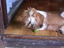 8 miesięczna Frania, sunia rasy Shih Tzu w akcji