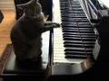 Gatto pianista