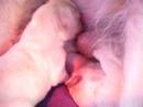 Filijas Welpen2