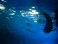 tiger shark & sting ray