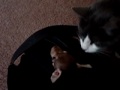Otto Meets Izzy